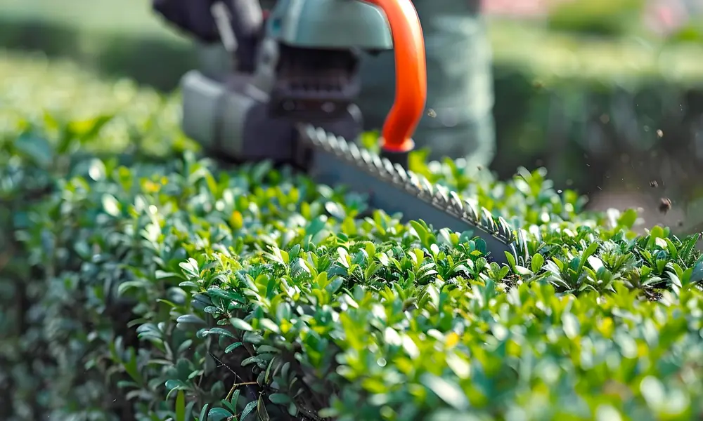 entretien d'arbres dans un jardin